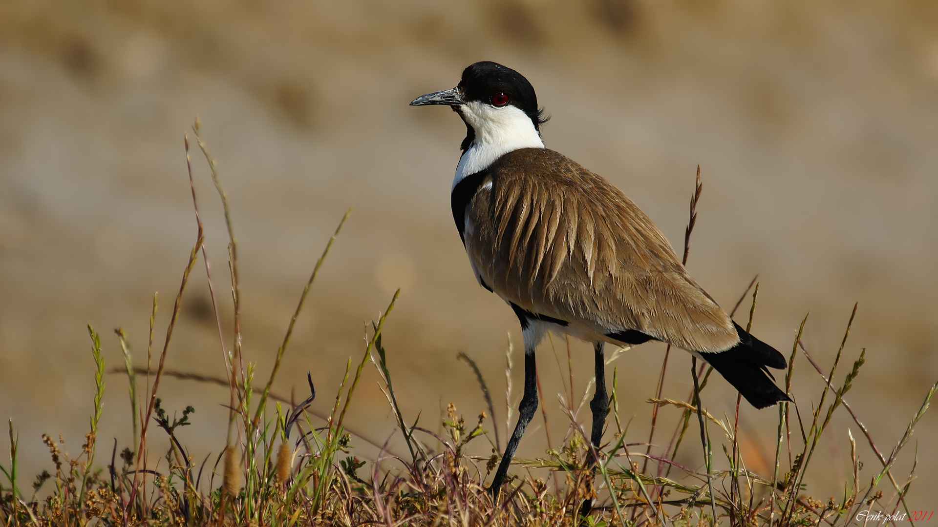 Spur-winged Lapwing